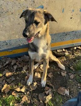 Kenny- neues Zuhause gesucht - Nürnberg