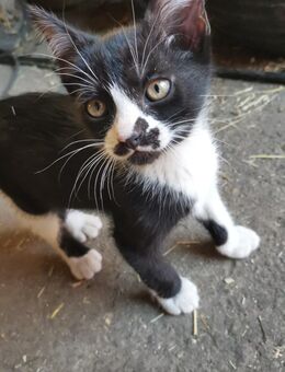 Katzenbabys / Kitten / Katzenbaby abzugeben - Wettrup