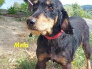 Mela ein Hundeglück auf 4 Pfoten 03/17 - Ruppertsecken