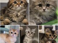 BKH-Kitten mit Stammbaum - Troisdorf