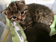 Katzenbaby weiblich zu vermitteln - Leinach