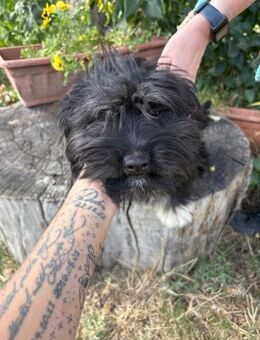 Sweety, der Name ist Programm - Heinsberg