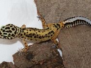 2 Leopardgeckos NZen 2023 - Lüneburg