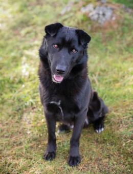 DUSTY - toller treuer Begleiter - Overath