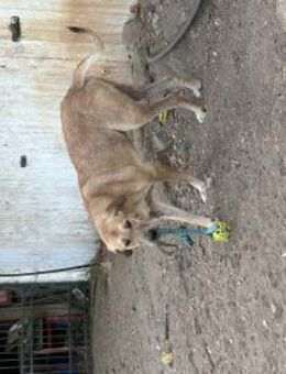 Zuhause/Pflegestelle gesucht für Nino - Miesbach