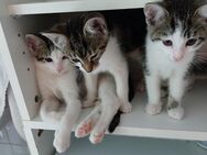 3 babykatzen abzugeben - Zeven