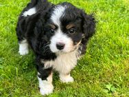 Cavalier King Charles Spaniel/Havaneser Mix