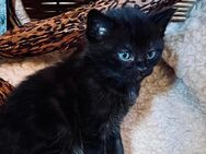 Katzenbabys ab Mitte Juni abzugeben - Drensteinfurt Zentrum