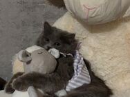 Kleine süße perserkatze - Kreuztal