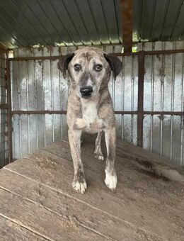 Suavo braucht ein Wunder 🐾 - Elsdorf (Nordrhein-Westfalen)