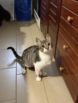 Charly aus dem Tierschutz - Grevenbroich