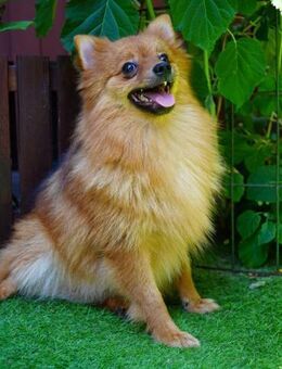 Nico besonders, aber liebenswert! - Chemnitz