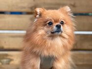 Zwergspitz Pomeranian sucht neues Zuhause - Schwalmstadt Zentrum