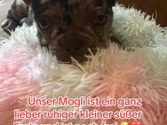 Französische Bulldoggen Welpen - Riedstadt