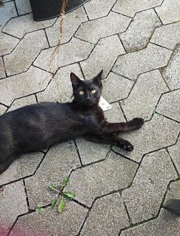 Katzenbabys suchen ein Zuhause - Erpel