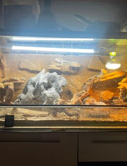 5 bartagamen - Elsdorf (Nordrhein-Westfalen)