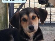 Ron - wer kann diesen Blick widerstehen - Grevenbroich