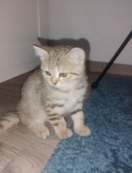 BKH Kitten - Lahr (Schwarzwald)