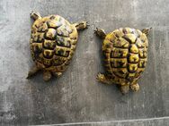 2 Griechische Landschildkröten Jungs - Biberach (Riß)
