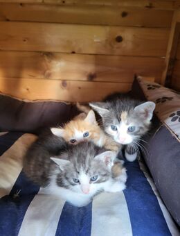 Kitten suchen liebevolles Zuhause auf Lebenszeit - Groß Kiesow