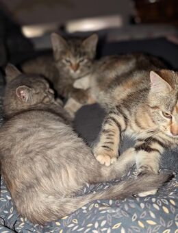 3 verschmuste Mix katzen - Kyritz