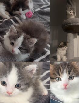 Zwei zauberhafte Perser-Mix Kater suchen liebevolles Zuhause - Künzelsau
