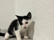 Wunderschöne Kitten abzugeben – 3 Mädchen & 2 Jungen gechipt, geimpft & entwurmt 🐾 - Schöppingen