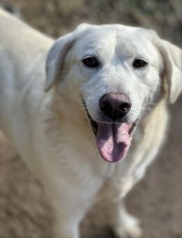 TORBATA - schön & groß - Dänischenhagen