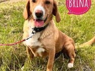 Brina eine Traumhündin - Flörsheim-Dalsheim