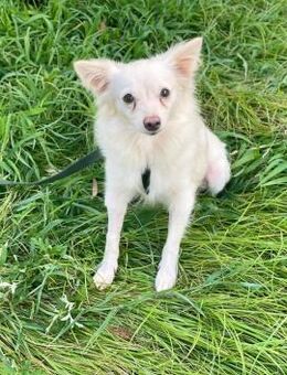 EMY 💚💚💚 sucht Für-immer-Zuhause - Herxheim (Landau)