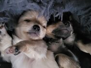 Chihuahua Welpen - Osterwieck Bühne