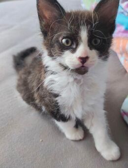 Besondere Kätzchen – Devon Rex-Mix mit Hauskatze – suchen ein liebevolles Zuhause - Mönchengladbach