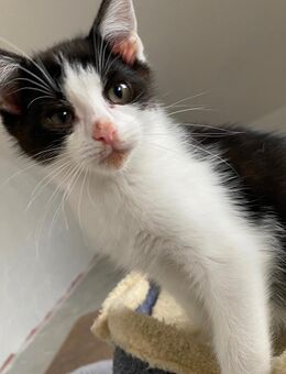 Kitten suchen ein neues Zuhause - Eppendorf