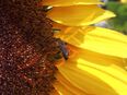 Gartensonnenblumen Sonnenblumensamen Sonnenblume Sonnenblumenfeld Samen Saatgut insektenfreunlich Pollen Bienen große gelbe Blüten in 74629