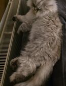 kater sucht neues Zuhause in 01069