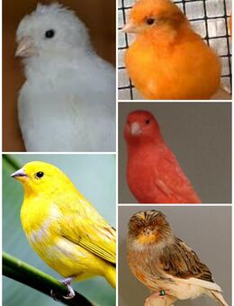 junge Kanarien Kanarienvögel rot gelb orange weiß naturfarbene - Neustadt (Sachsen) Hohwald