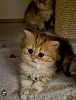 BKH/BLH Kitten Reinrassig mit Stammbaum - Wiesbaden Erbenheim