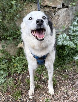 Traum MiniHuskymix Mara sucht dringend# - Essen