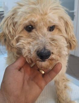 Tommy; schutzlos ausgesetzt - Geilenkirchen