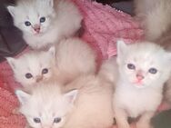 Wunderschöne Siam Balinesen Kitten - Essen Zentrum