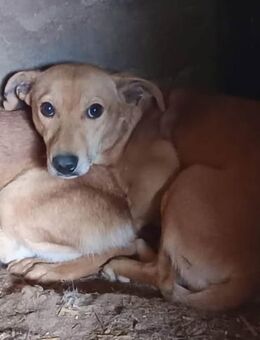 Aro - Mit den treuen Augen 🐾 - Elsdorf (Nordrhein-Westfalen)