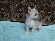 Reinrassige Chihuahua Welpen, Papiere, verkaufen - Albstadt