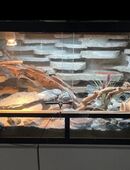 Terrarium inkl. Leopardgeckos in 45663