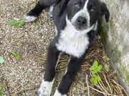 🌸Sanfter Welpe Mara sucht Liebe🌸 - Eislingen (Fils)