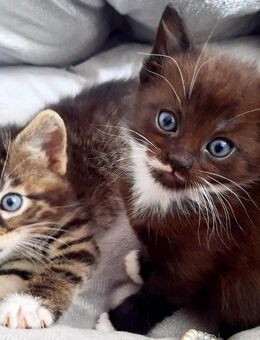 Zwei Katzenbabys suchen ein liebevolles Zuhause - Stendal (Hansestadt)