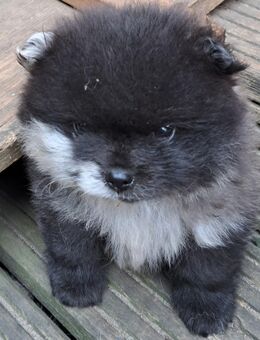 Hübscher Pomeranian-Welpe - Krogaspe