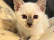 Wunderschöne Katzenbabys aus Siam- und EKH-Mix suchen ein liebevolles Zuhause! - Berlin Spandau