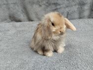 Tolle Mini lop Kaninchen Babys zu Abgabe - Haßloch