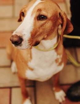 Tierschutz wunderschöne Junghündin Agata - Hamburg
