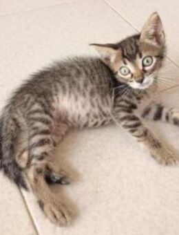 Junger, neugieriger Kater Ciro - Karlsruhe